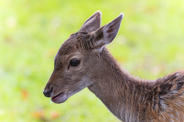 Free Deer Fallow Deer photo and picture