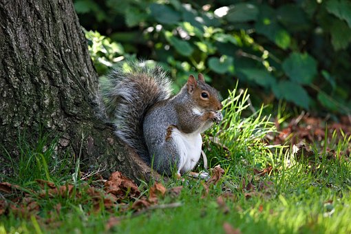 Free Squirrel Animal photo and picture