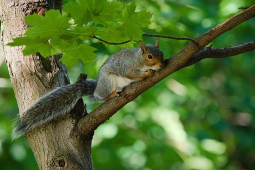 Free Squirrel Animal photo and picture