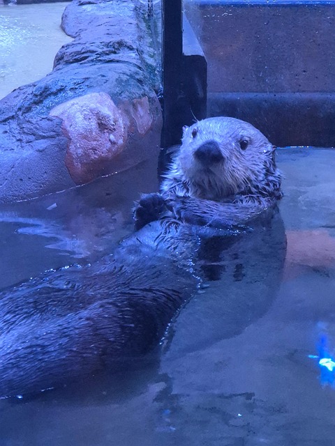 Free Otter Cute photo and picture