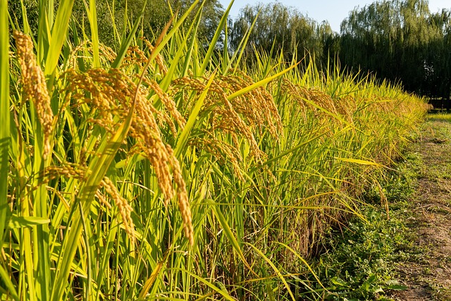 Free Rice Farmland photo and picture