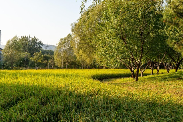 Free Wheat Field Trees photo and picture