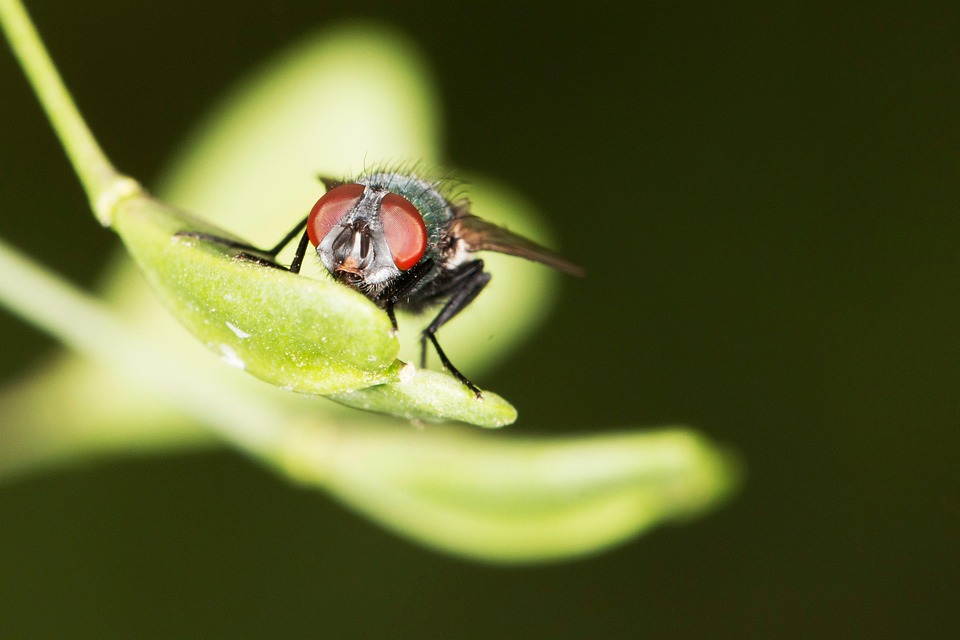 Fly Insect Plant Big - Free photo on Pixabay