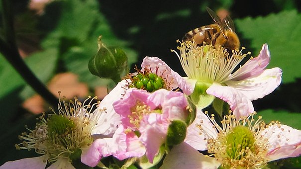 Free Bee Insect illustration and picture