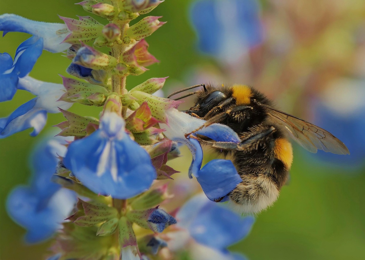 Bumblebee Insect Nature - Free photo on Pixabay