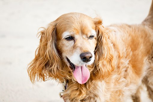 Free Dog Animal photo and picture