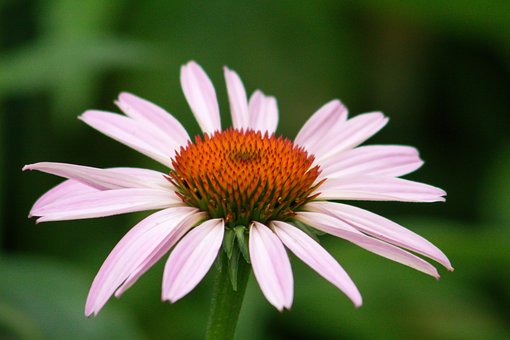 Áster, Flor, Planta, Pétalas, Bloom