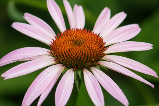 Áster, Flor, Planta, Pétalas, Bloom