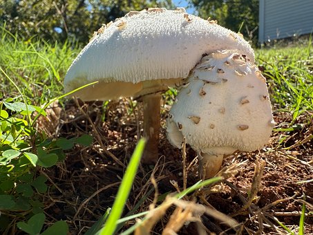 Cogumelo, Natureza, Cair, Cogumelos