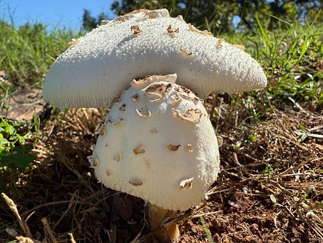 Cogumelo, Natureza, Cair, Cogumelos