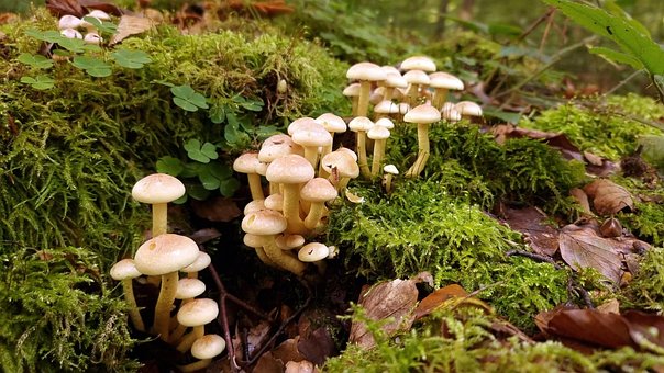 Free Forest Mushrooms photo and picture