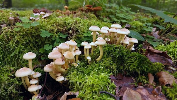 Free Forest Mushrooms photo and picture