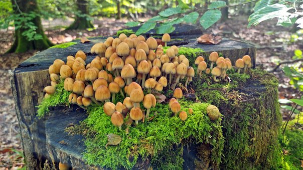Free Forest Mushrooms photo and picture