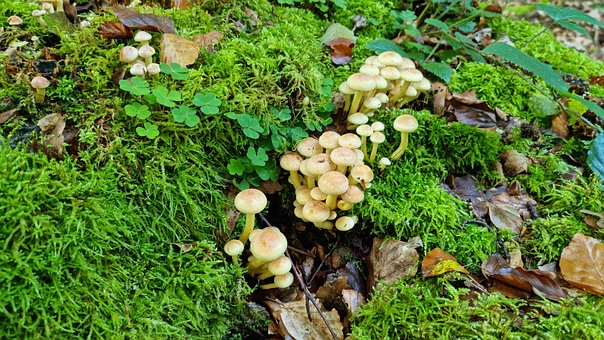 Free Forest Mushrooms photo and picture