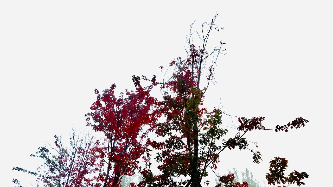 Autumn The Leaves Tree Red - Free photo on Pixabay
