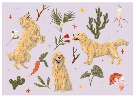 Retriever Dourado, Cachorro, Animal