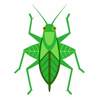 Download Bush Katydid, North American Insect, Katydid. Royalty-Free ...
