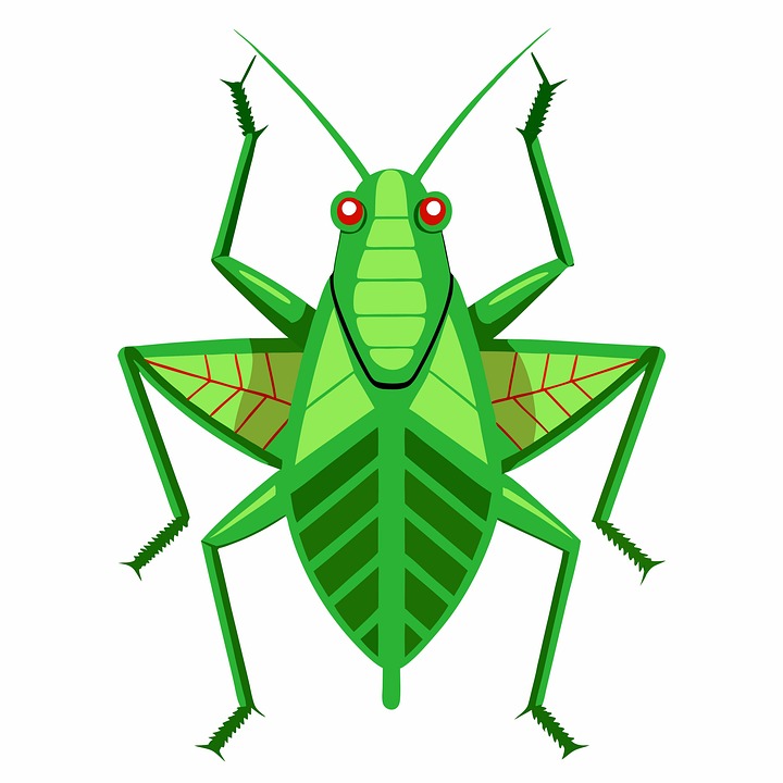 Katu Insect Download Bush Katydid, North American Insect, Katydid. Royalty-Free ...