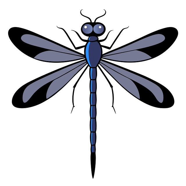 Download free HD stock image of Damselfly Dragonfly Free damselfly dragonfly insect illustration