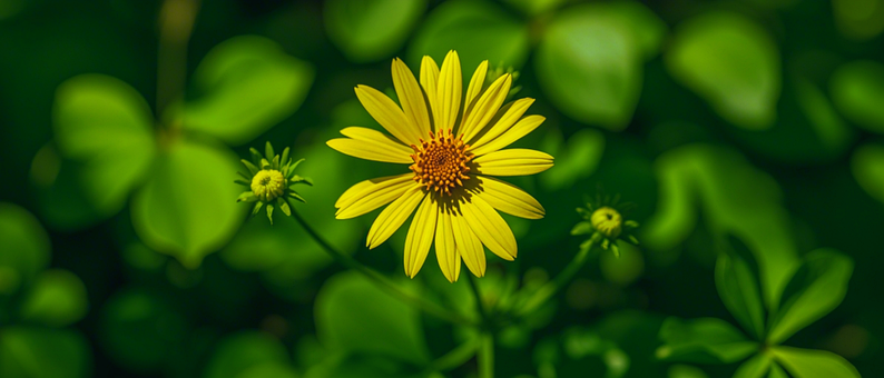 Flor, Naturaleza, Bloom, Florecer, Flora