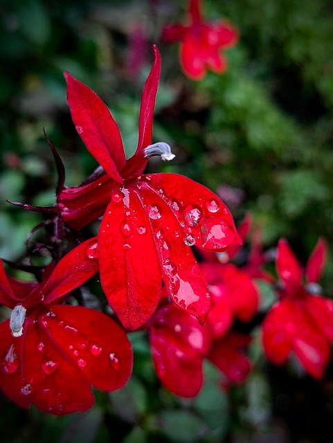 Free Flower Nature photo and picture