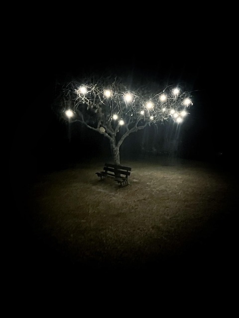 Bank, Boom, Licht, Gloeilamp, Duisternis