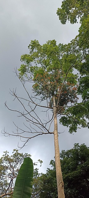 Arbore, Natura, Seco, Paisaje, Lemn