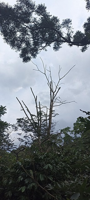 Arbore, Natura, Seco, Paisaje, Lemn