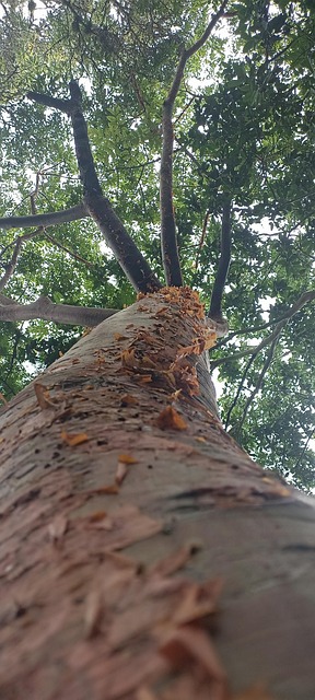 Arbore, Natura, Seco, Paisaje, Lemn