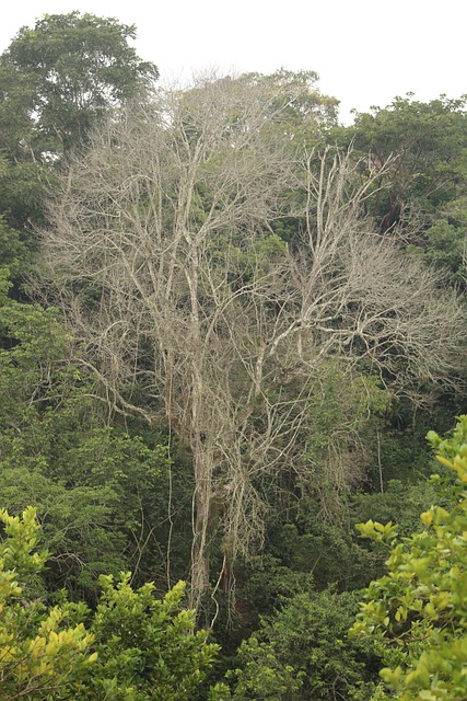 Arbore, Natura, Seco, Paisaje, Lemn