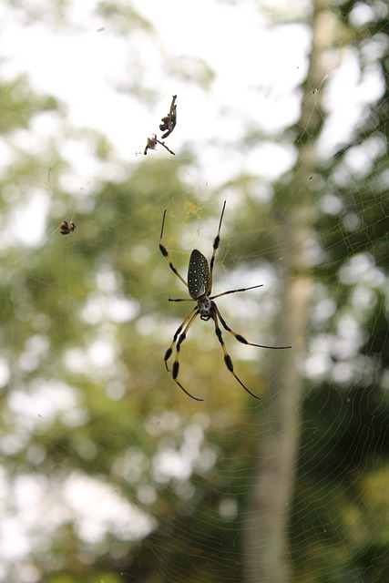 Araña, Insecto, Natura