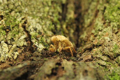 Țigară, Insecto, Natura, Chicharra