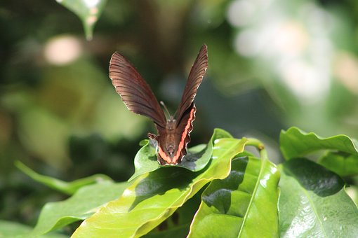 Insecto, Mariposa, Volador, Natulareza