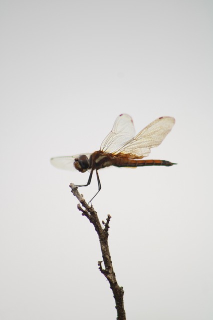 Insecto, Volador, Libélula
