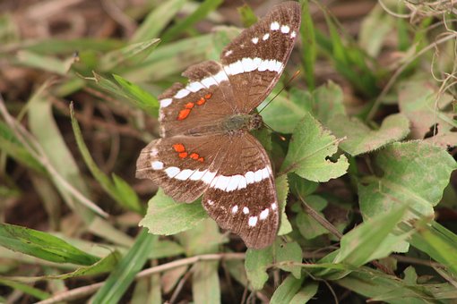 Insecto, Mariposa, Volador, Natura