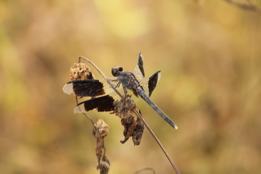 Insecto, Mariposa, Volador, Libélula