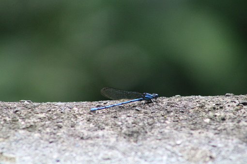 Insecto, Volador, Libélula, Natura