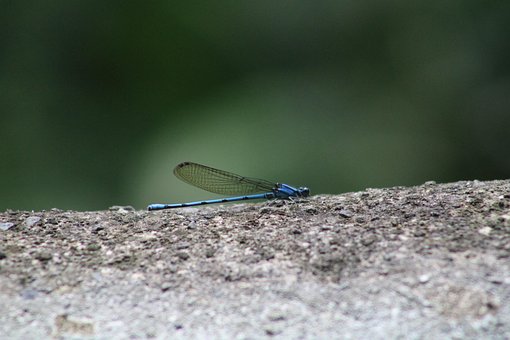 Insecto, Volador, Natulareza, Libélula