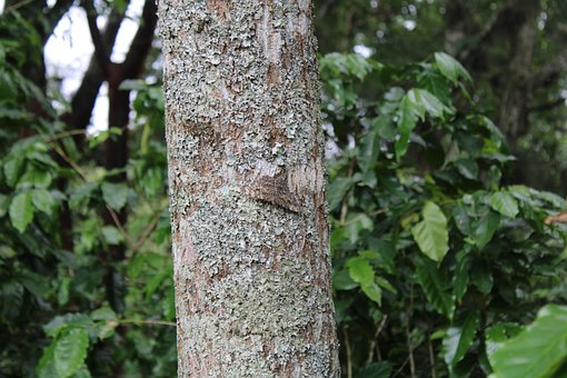 Insecto, Mariposa, Volador, Natulareza