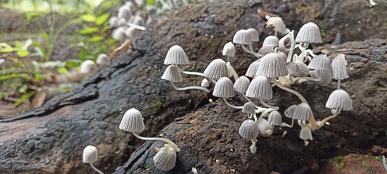 Hongos, Natura, Bosque, Raíz, Arbore