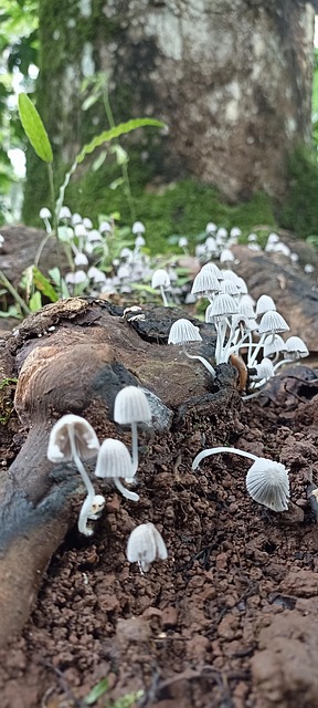 Hongos, Natura, Bosque, Raíz, Arbore