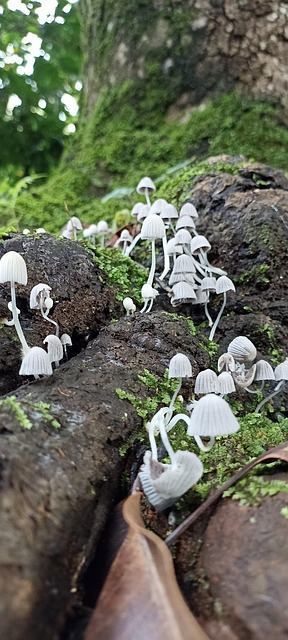 Hongos, Natura, Bosque, Raíz, Arbore