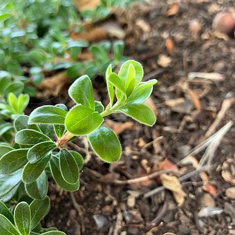 Free Plant Nature photo and picture