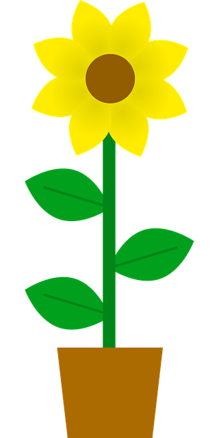 Blomst, Gryde, Plante, Solsikke