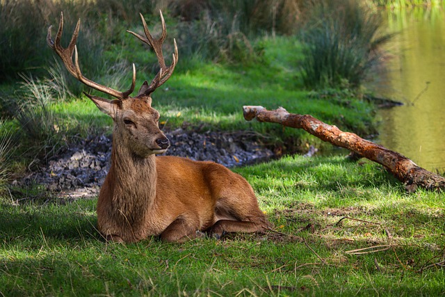 Free Deer Wildlife photo and picture