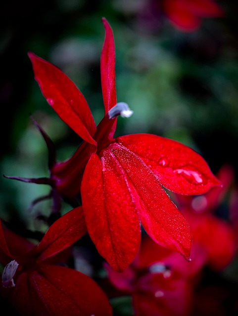 Free Flower Nature photo and picture