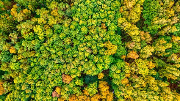 Bomen, Bladeren, Woud, Val, Natuur