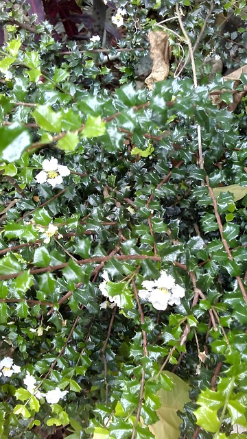 Flori, Verde, Etaje, Natură, Frunziş