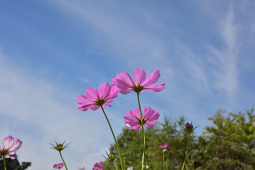 Free Nature Petal photo and picture