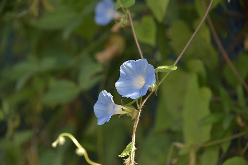 Free Morning Glory Plant photo and picture